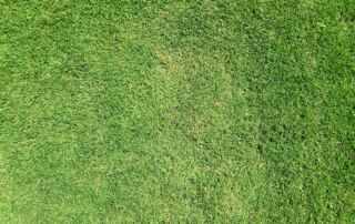 Why Is My Grass Different Shades of Green