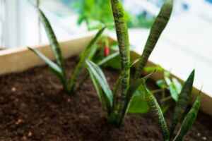 Snake Plants You Can Give As a Present