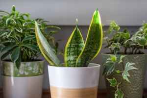 Snake Plants You Can Give Your Mother As a Birthday Present