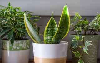 Snake Plants You Can Give Your Mother As a Birthday Present