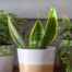 Snake Plants You Can Give Your Mother As a Birthday Present