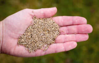 Best Fescue Grass Seed