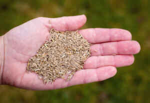 Best Fescue Grass Seed