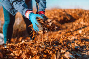 pick up leaves on Lawn in the Winter to Help it Thrive in the Summer