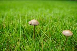 how to Spot Lawn Diseases mushrooms