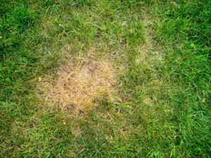 dead grass spot from lawn disease