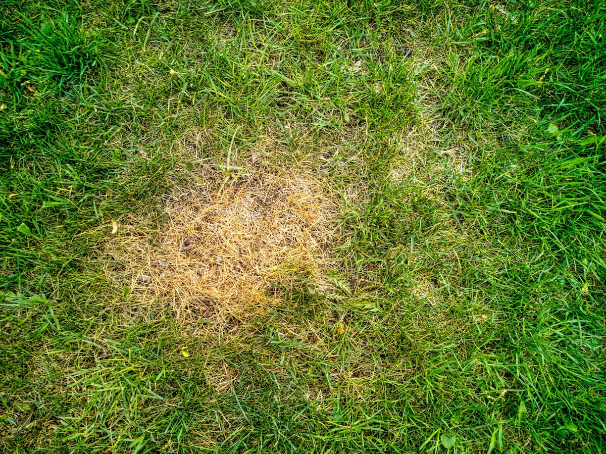 How Do I Spot Lawn Diseases