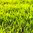 grass seed bermuda