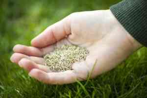 person Overseeding a Lawn