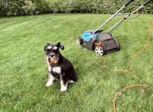 dog and lawn mower and Best Lawn Care Products For Pets