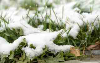 Snow Mold On Lawn (How to Get Rid of Snow Mold)