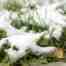 Snow Mold On Lawn (How to Get Rid of Snow Mold)