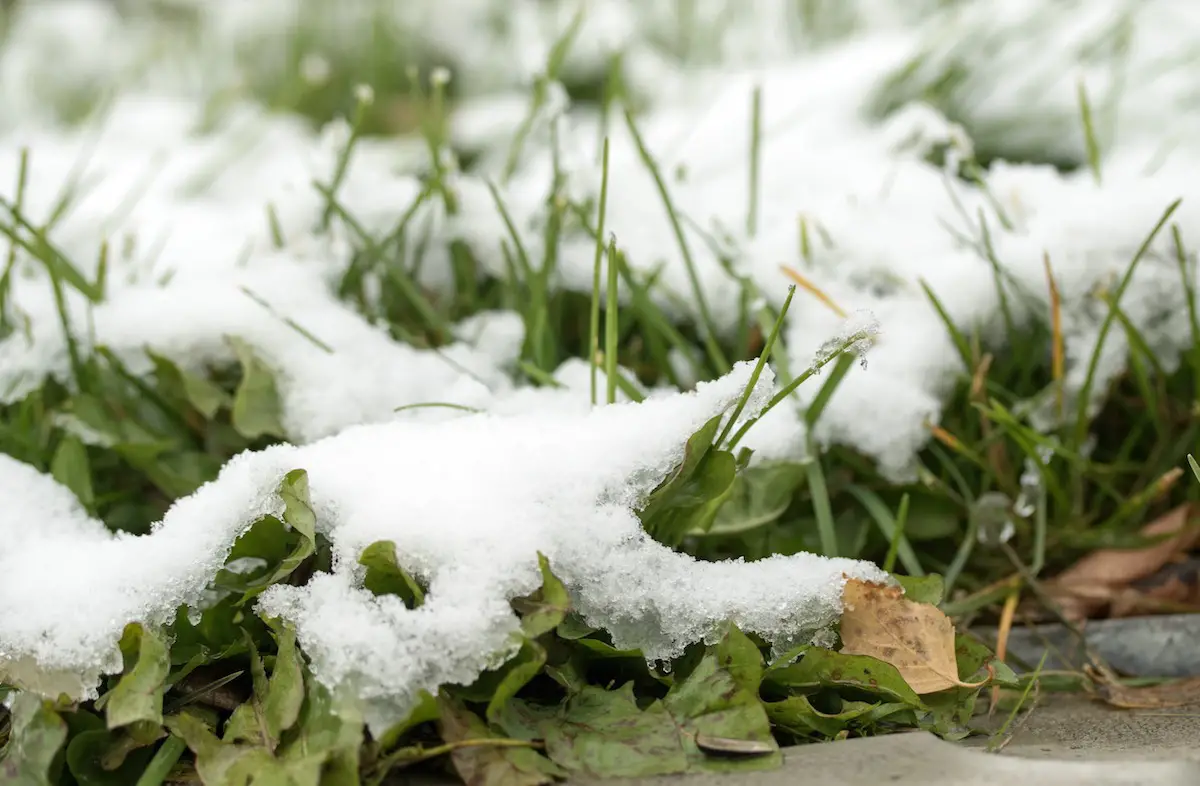 Snow Mold On Lawn (How to Get Rid of Snow Mold)