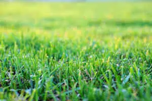 how to overseed green lawn
