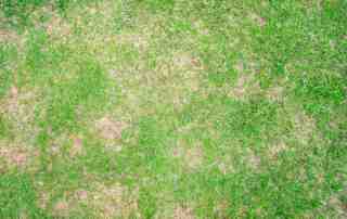 over fertilized lawn