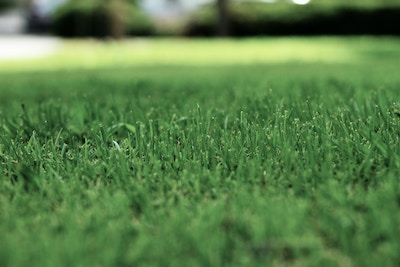 How to Apply Lawn Fertilizer