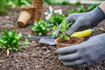 Preventing Plant Diseases Related to Fertilizer Use