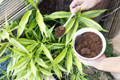 avoid over-fertilizing plants