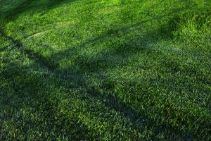 Artificial vs Natural Lawns