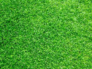 Artificial vs Natural Lawns