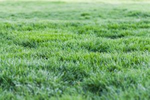 Drought-Tolerant Lawn Tips