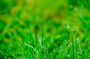 Mastering Lawn Irrigation