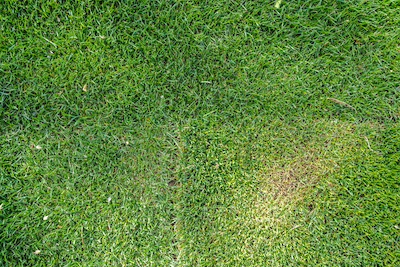 Lawn Disease Tips