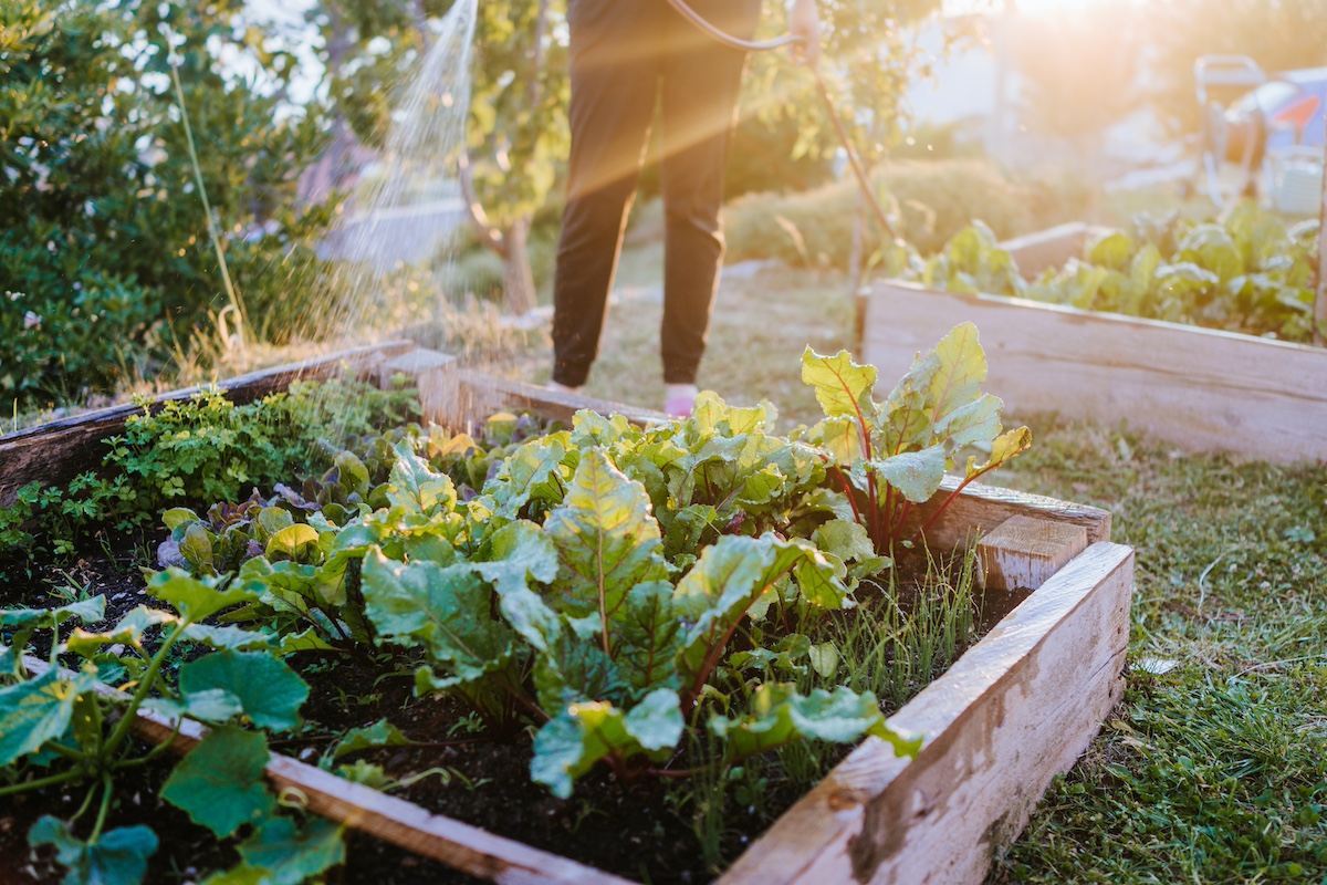 Prepping Garden Beds