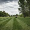 Tips for Trimming Your Lawn
